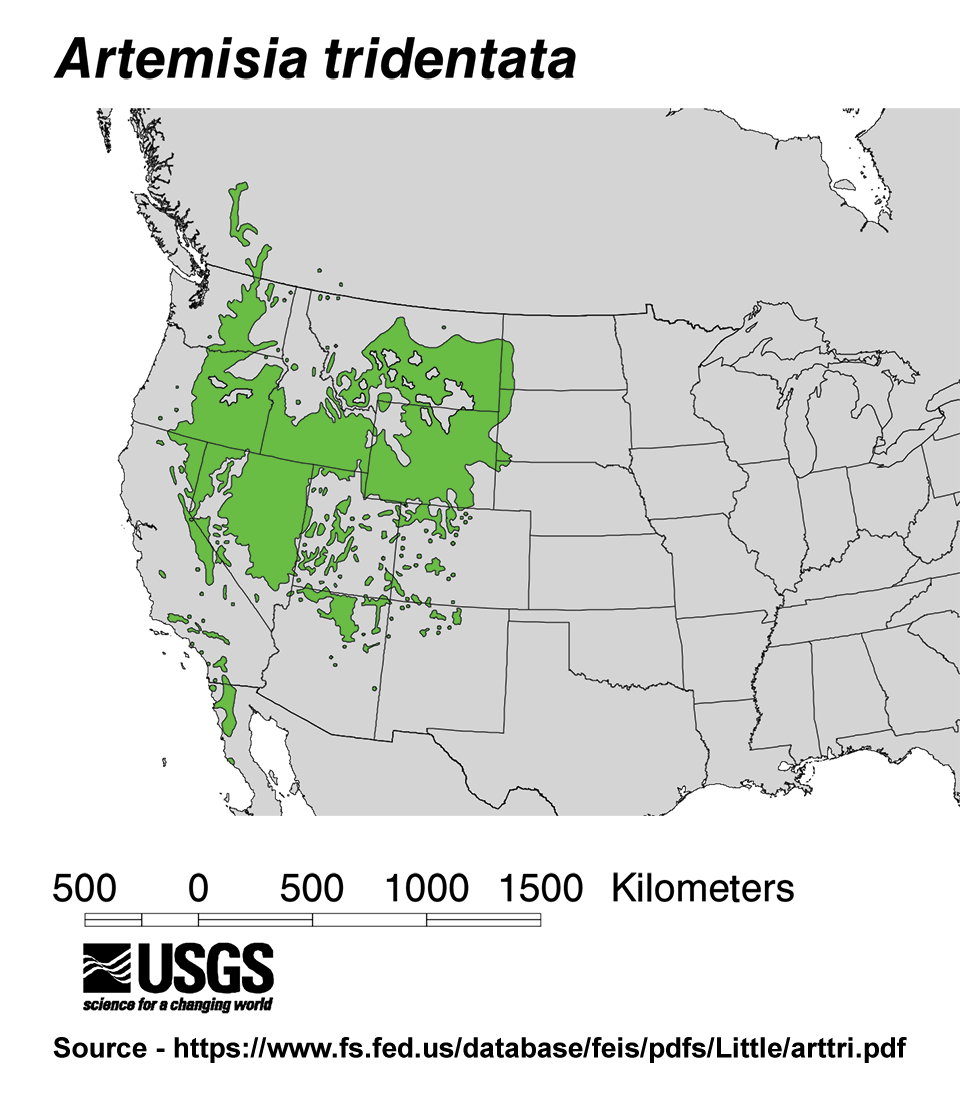 Distribution map of sagebrush in the western United States Map of distribution of sagebrush in the western United States.