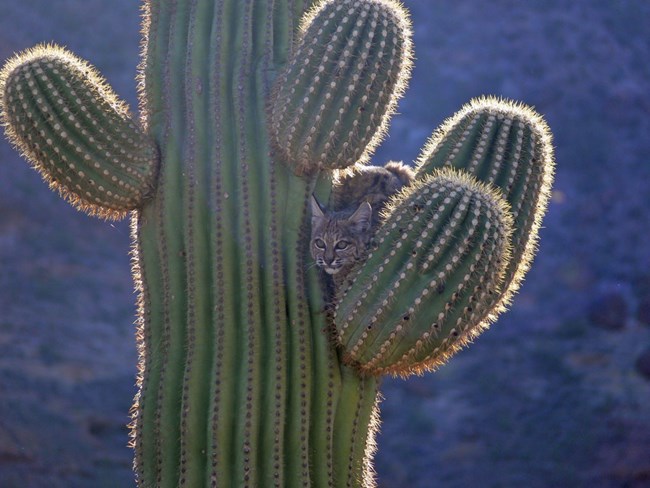 Saguaro National Park Visitor Center