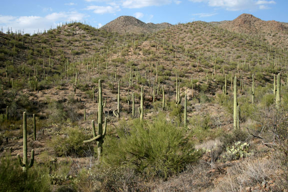 Desert landscape and Saguaro cacti