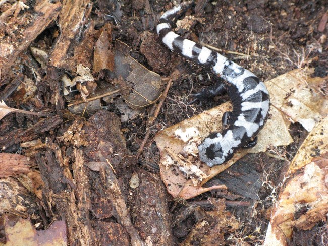 A black and white marbled salamander rests of forest floor leaves