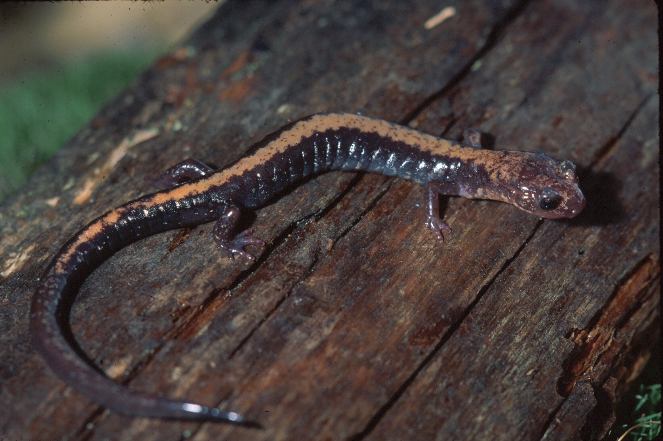 Endangered Shenandoah salamander on piece of wood
