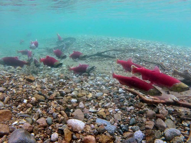 salmon_TaziminaLake_web Red salmon swim in turquoise waters of Lake Clark.