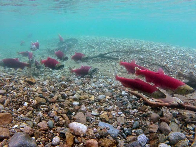 Red salmon swim in turquoise waters of Lake Clark.