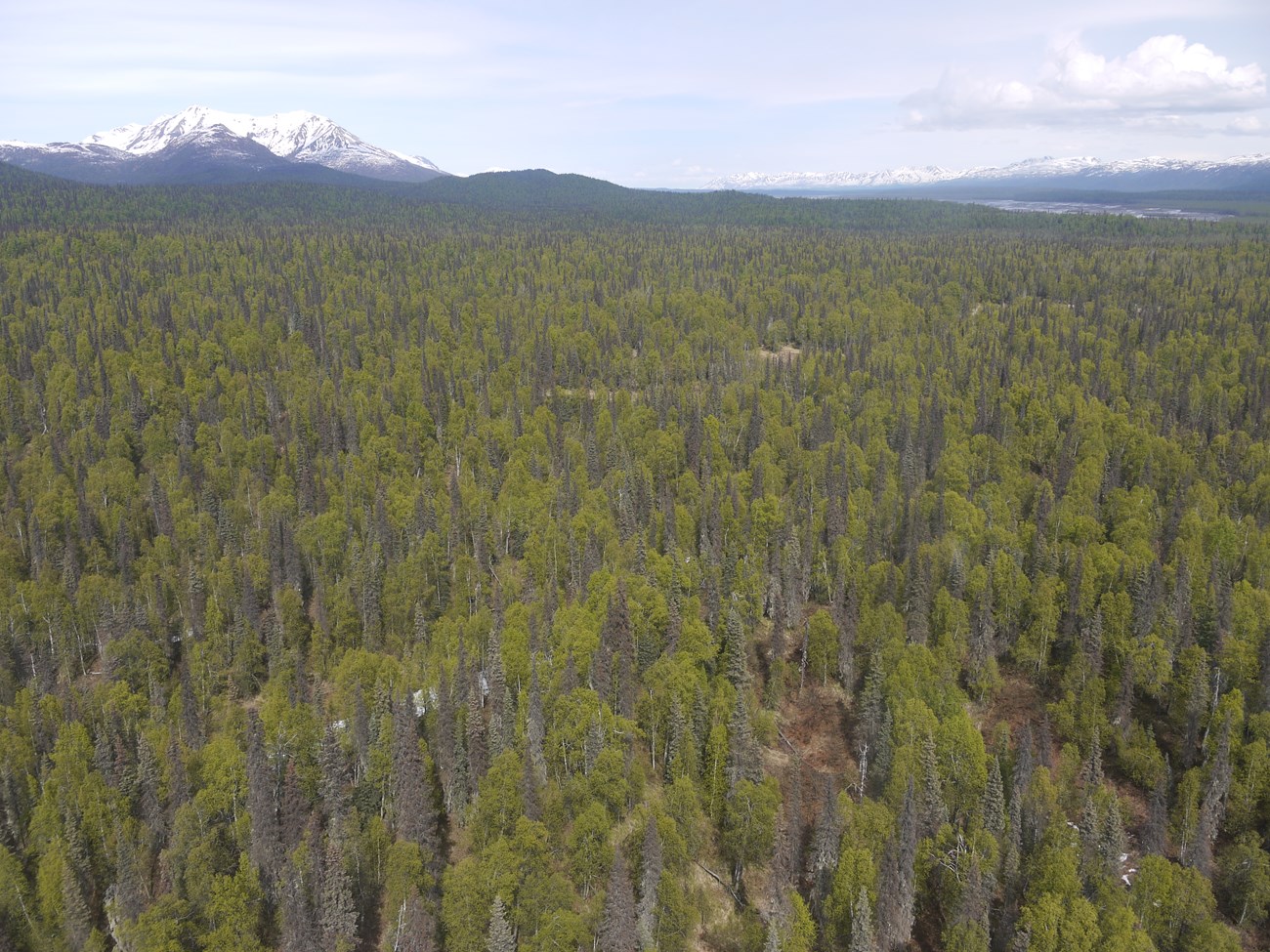 aerial view of a spruce forest, with mostly green trees and some brown