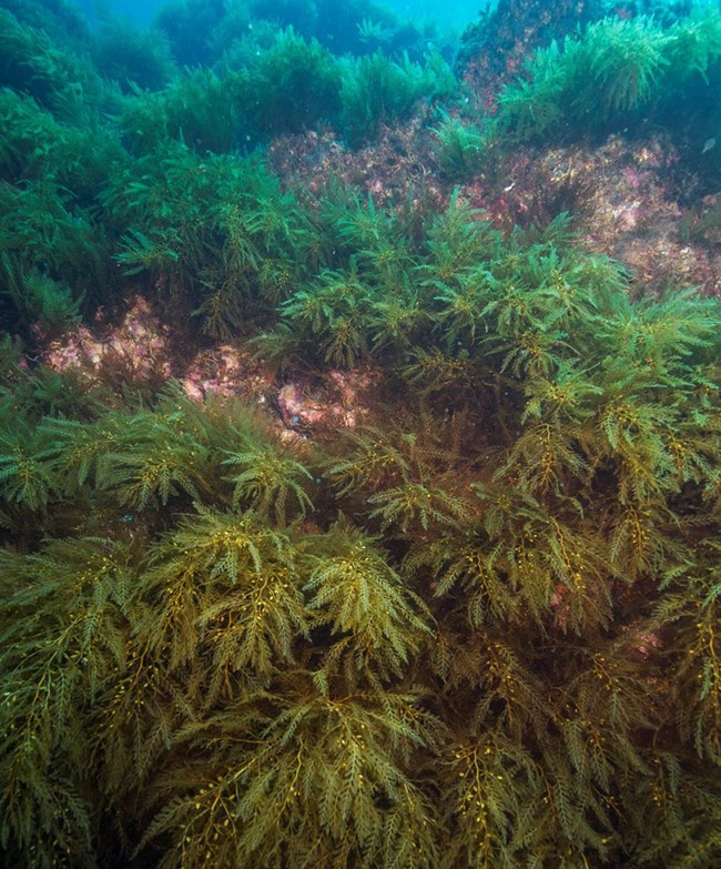 Dense stands of Sargassum horneri covering the sea floor