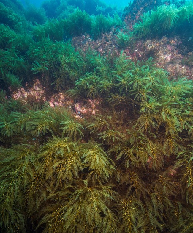 Sargassum horneri covering the sea floor Dense stands of Sargassum horneri covering the sea floor