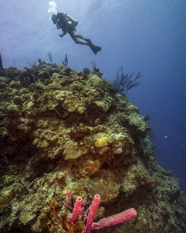 reef and diver