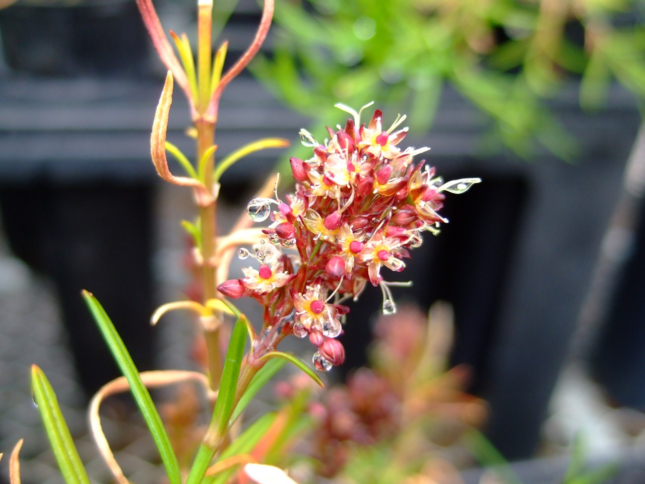 Schiedea haleakalensis Schiedea haleakalensis