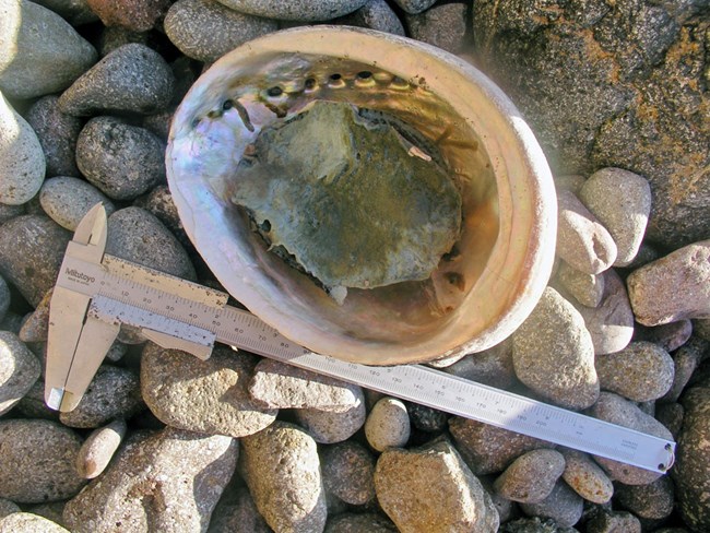 Upside-down black abalone shell with the dead, withered black abalone body still inside