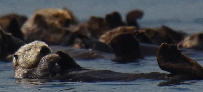 Sea otter, part of a raft of sea otters in Glacier Bay.