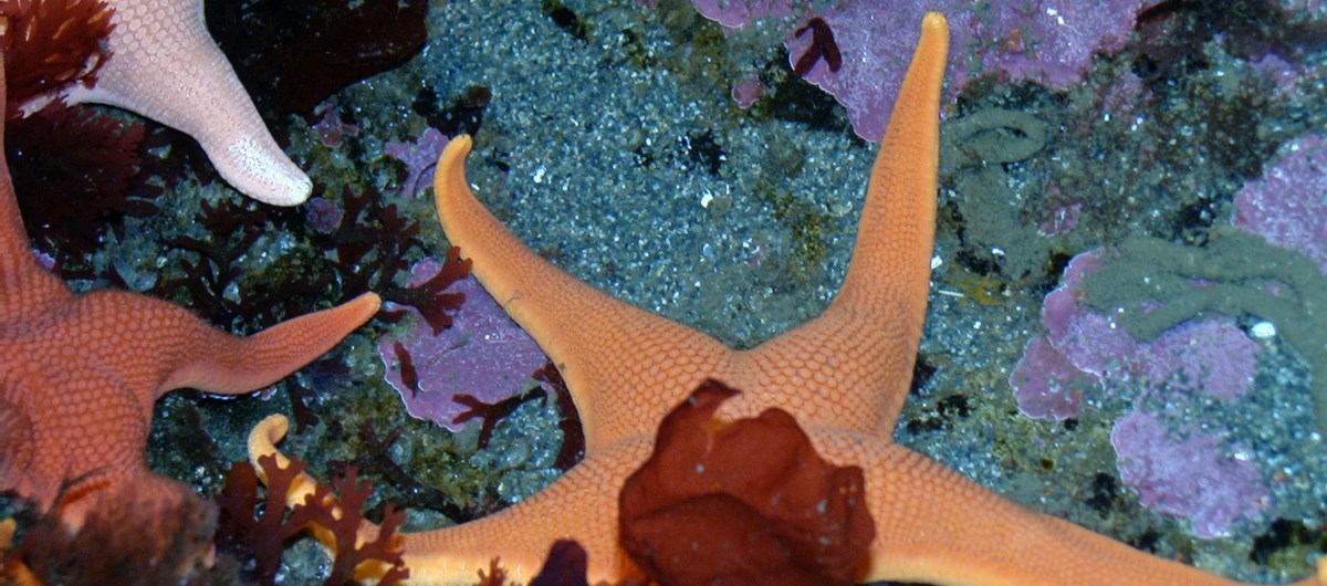 The Glacier Bay Marine Environment (U.S. National Park Service)