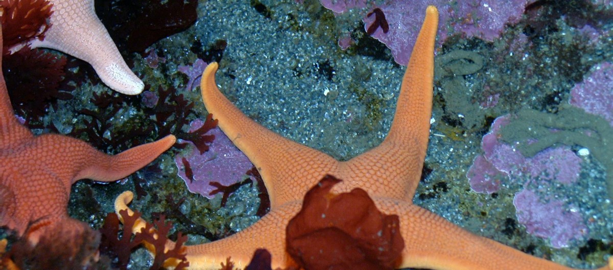 a group of sea stars underwater