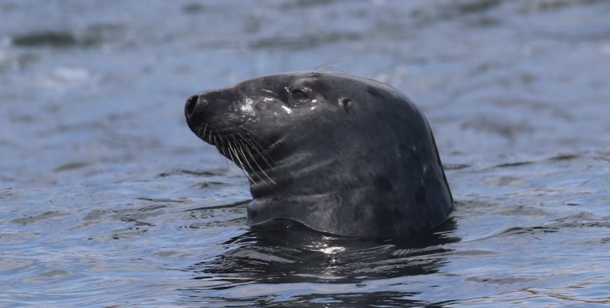 Seal head in ocean water
