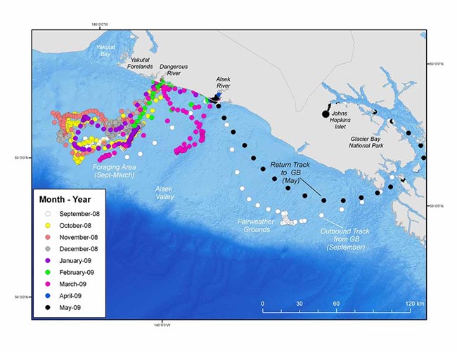seals Figure1 A map showing seal movements along the coast and into the Gulf of Alaska.