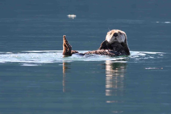 sea otter chill A sea otter floating.