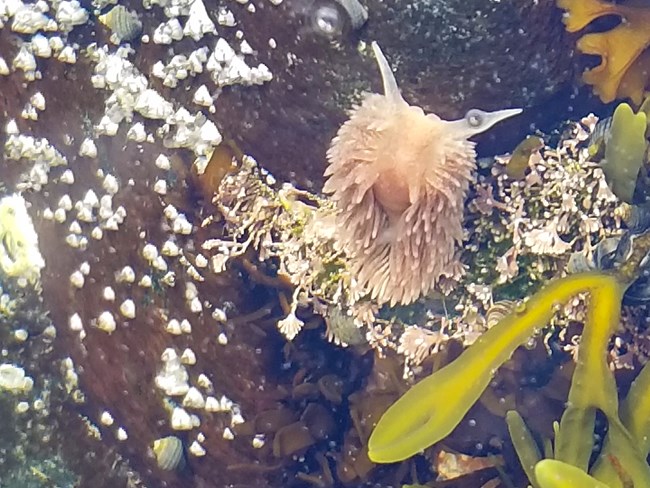 A sea slug moves through a tide pool.