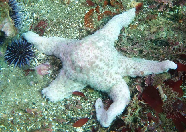 seastar_USGS A sea star showing signs of wasting disease