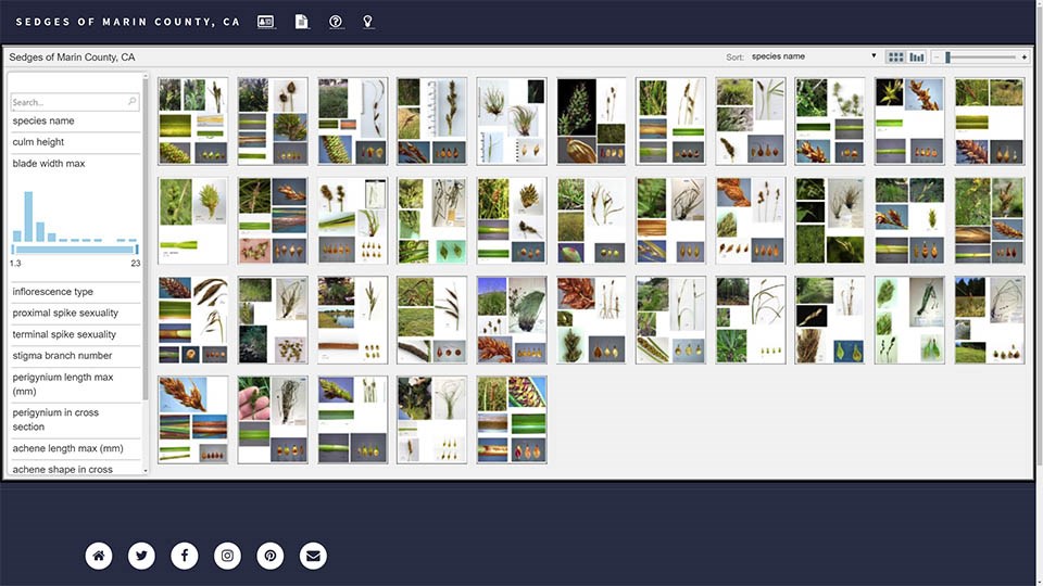 Sedges of Marin County Screenshot of the Image Key section of the new Sedges of Marin County website