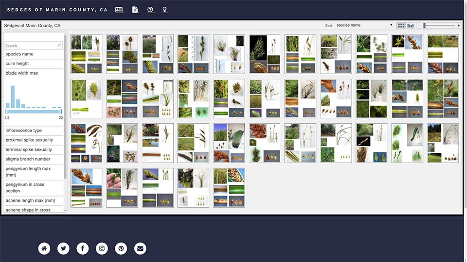 Screenshot of the Image Key section of the new Sedges of Marin County website
