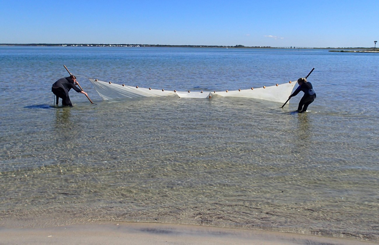 two researches use a seine net to capture fin-fish