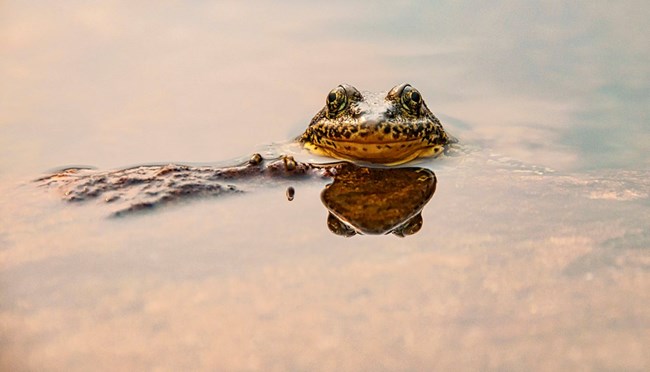 Mountain Yellow-legged frog Mountain Yellow-legged frog