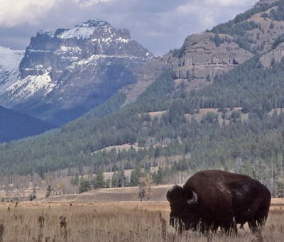 Bison grazing in front of snow covered peaks