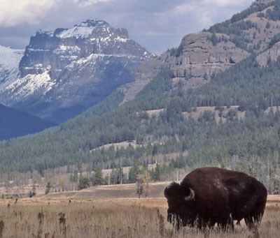 Bison grazing in front of snow covered peaks Bison grazing in front of snow covered peaks