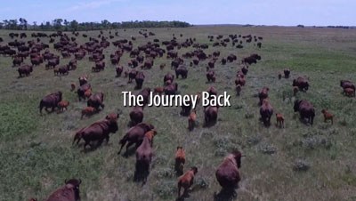 Screenshot of beginning seen in The Long Trail Back, showing running bison with the words "The Journey Back" across the screen