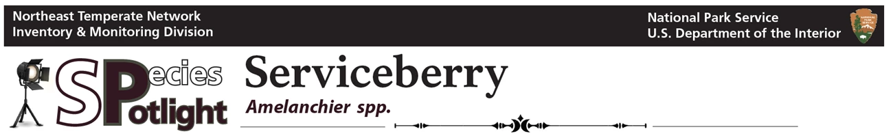 serviceberry banner Spotlight banner