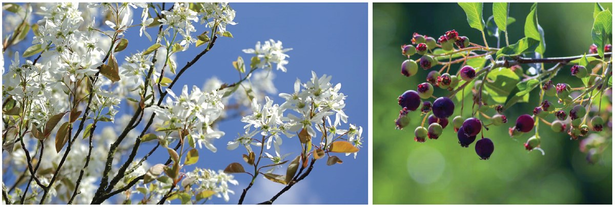 The top of a serviceberry tree loaded with bright-white flowers (left) and a close-up of ripening berries