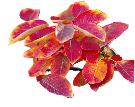 serviceberry foliage A serviceberry branch in fall foliage colors of red, orange, and yellow.