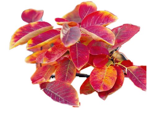 serviceberry foliage A serviceberry branch in fall foliage colors of red, orange, and yellow.