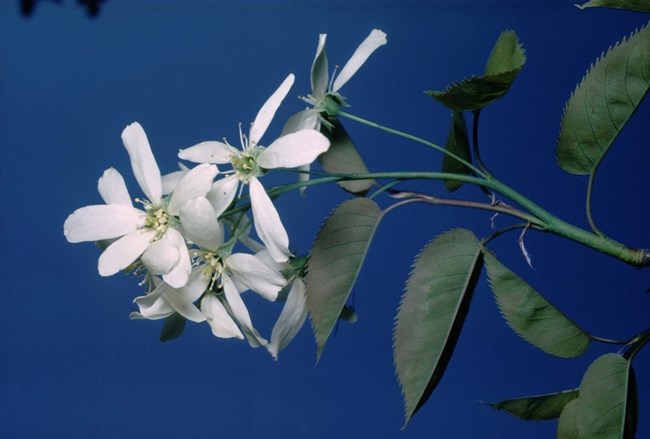 Serviceberry