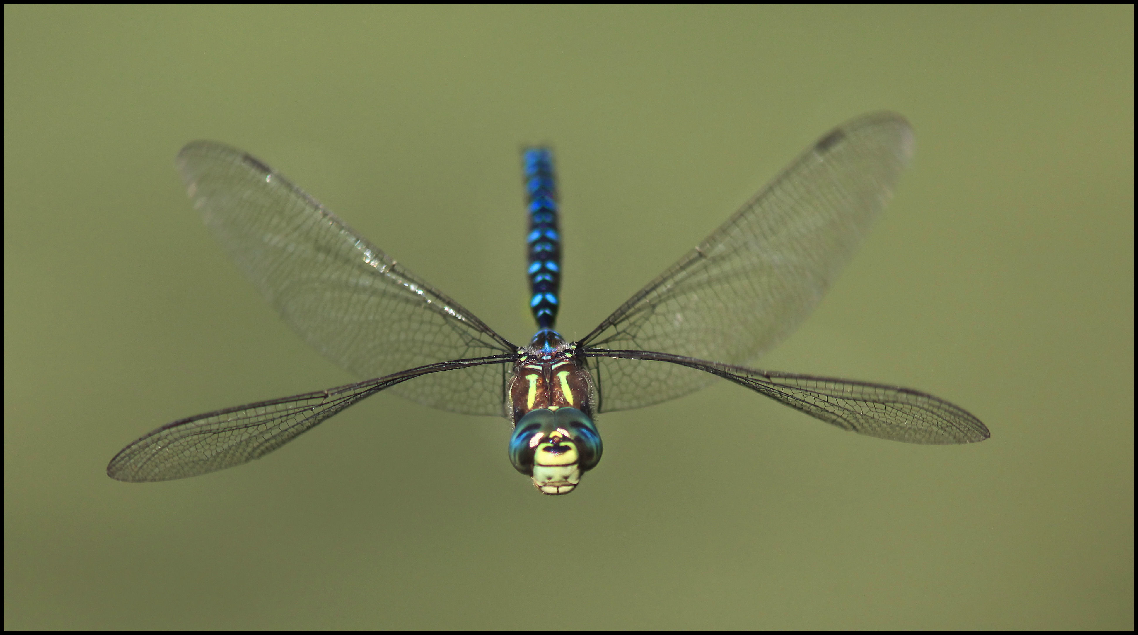 giant dragonfly extinct