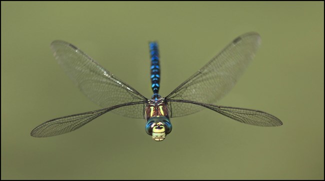 A head on view of a green and blue striped shadow darner hovering in midair. Nigel photo