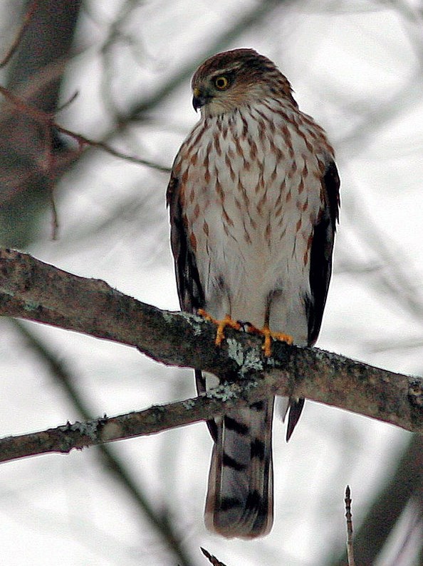 Juvenile Sharp-shinned hawk