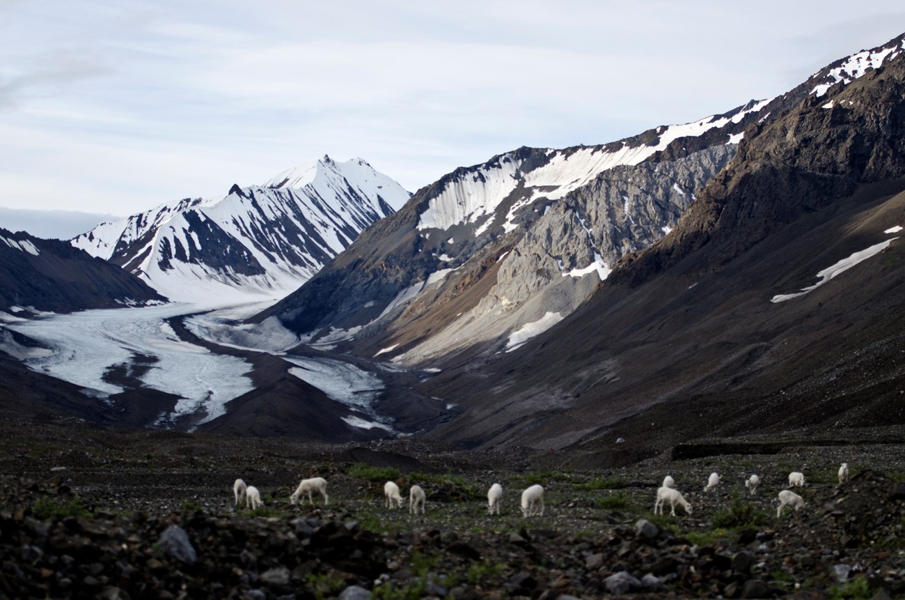 numerous sheep near a river between mountains