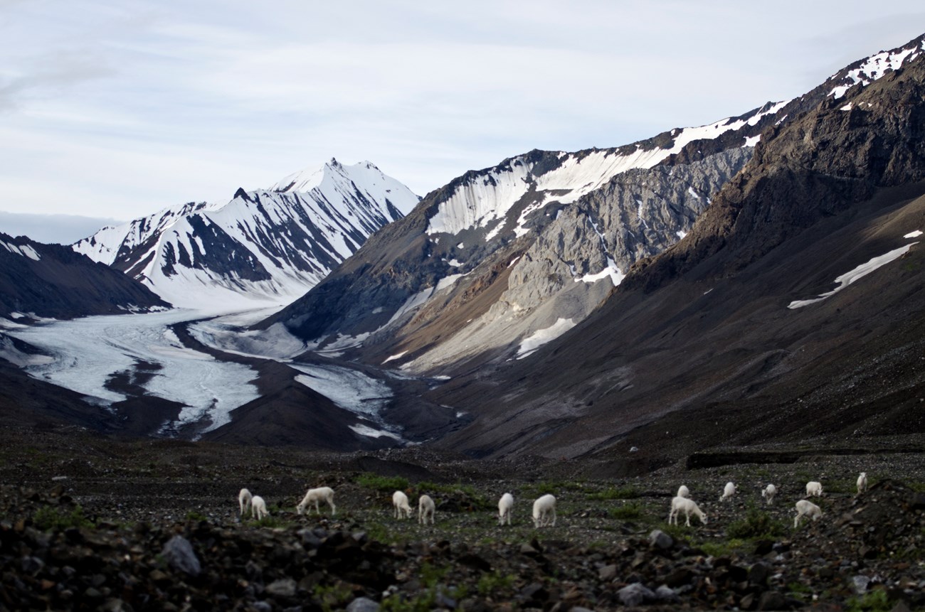 sheepherdinfrontofglacier numerous sheep near a river between mountains
