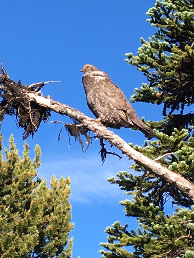 Grouse sitting on tree limb.