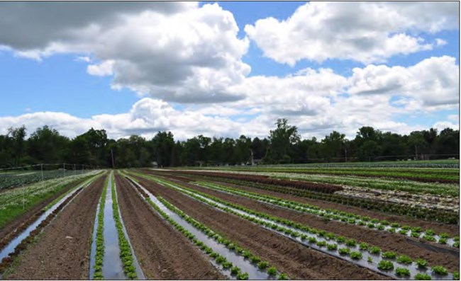 An image at the site showing rows of crops.