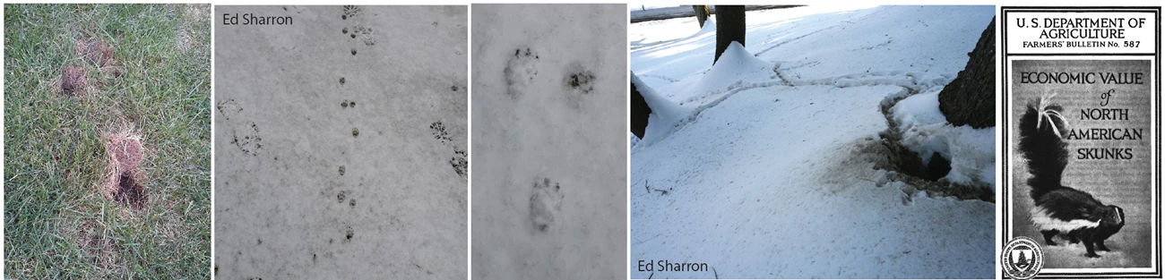 skunk pics2 skunk pics2