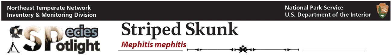 skunk title skunk title