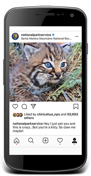 Instagram post from National Park Service showing a young bobcat