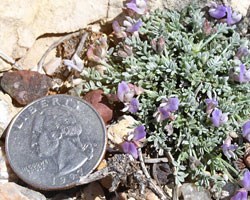the sentry milk-vetch, a small plant with plump pale leaves and purple flowers, placed next to a quarter for scale