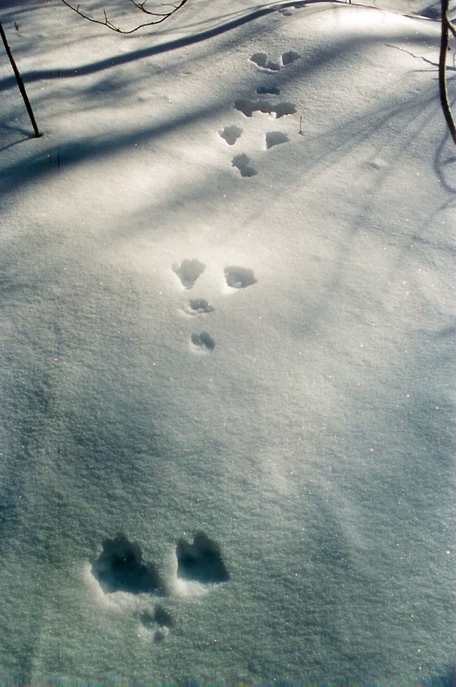 Snowshoe hare tracks in the snow