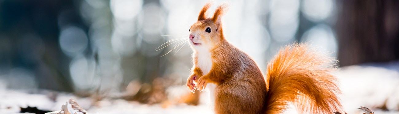 Squirrel in the snow