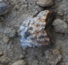 tiny fossil shell fragment