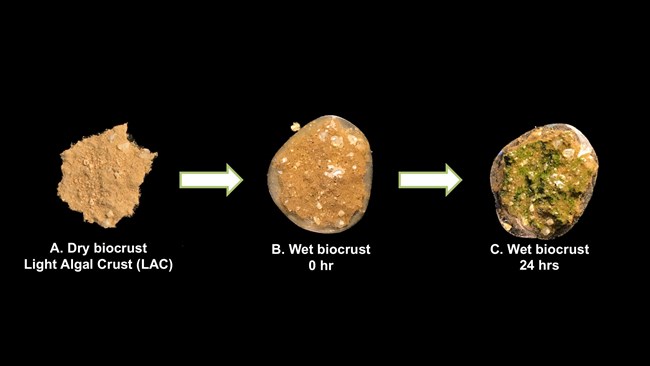 A quarter-sized sample of biocrust is shown over a period of 24 hours depicting how it starts off dry and brown, then after water is added it turns green on top