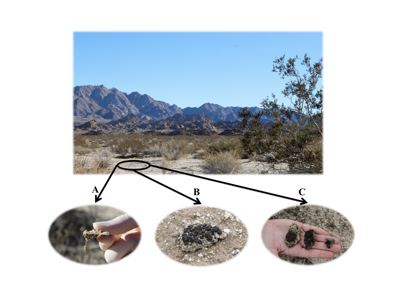 The soil of Joshua tree National Park is circled with three individual pictures labeled A, B, and C, depicting various types of biocrusts