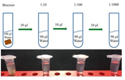 A schematic diagram that demonstrates the process of serial dilution